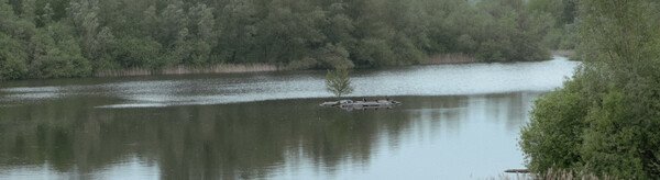 Ein sehr breites Bild, das eine Seeoberfläche zeigt, die von Büschen und Sträuchern umringt ist. In der Mitte des Sees ist eine kleine Plattform, auf der ein kleiner Baum wächst.
Auf der Plattform sitzen ein paar Kormorane.