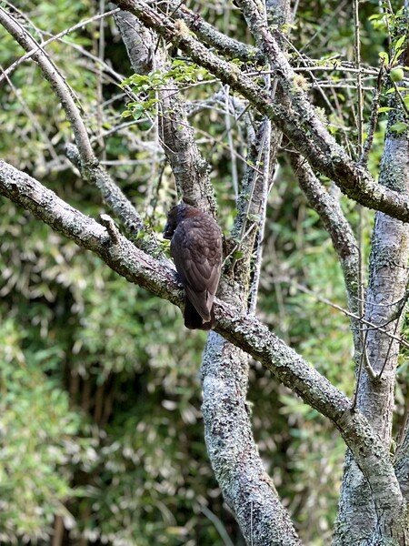Spotted in the backyard at Onetangi Beach.

The kākā is a large parrot belonging to the nestorinae family, a group that includes the kea and the extinct Norfolk Island kākā.