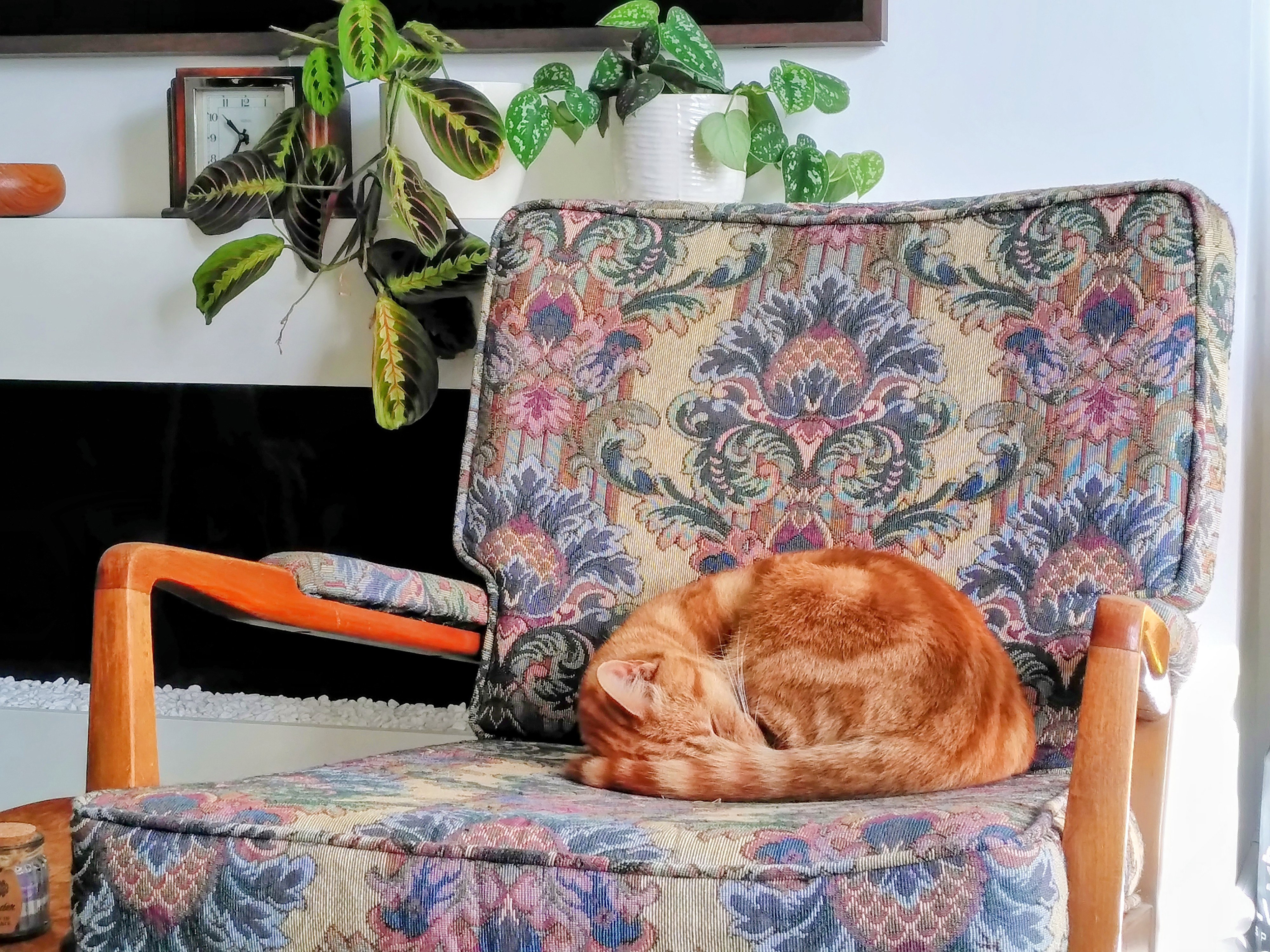Cheddar sleeping on the chair