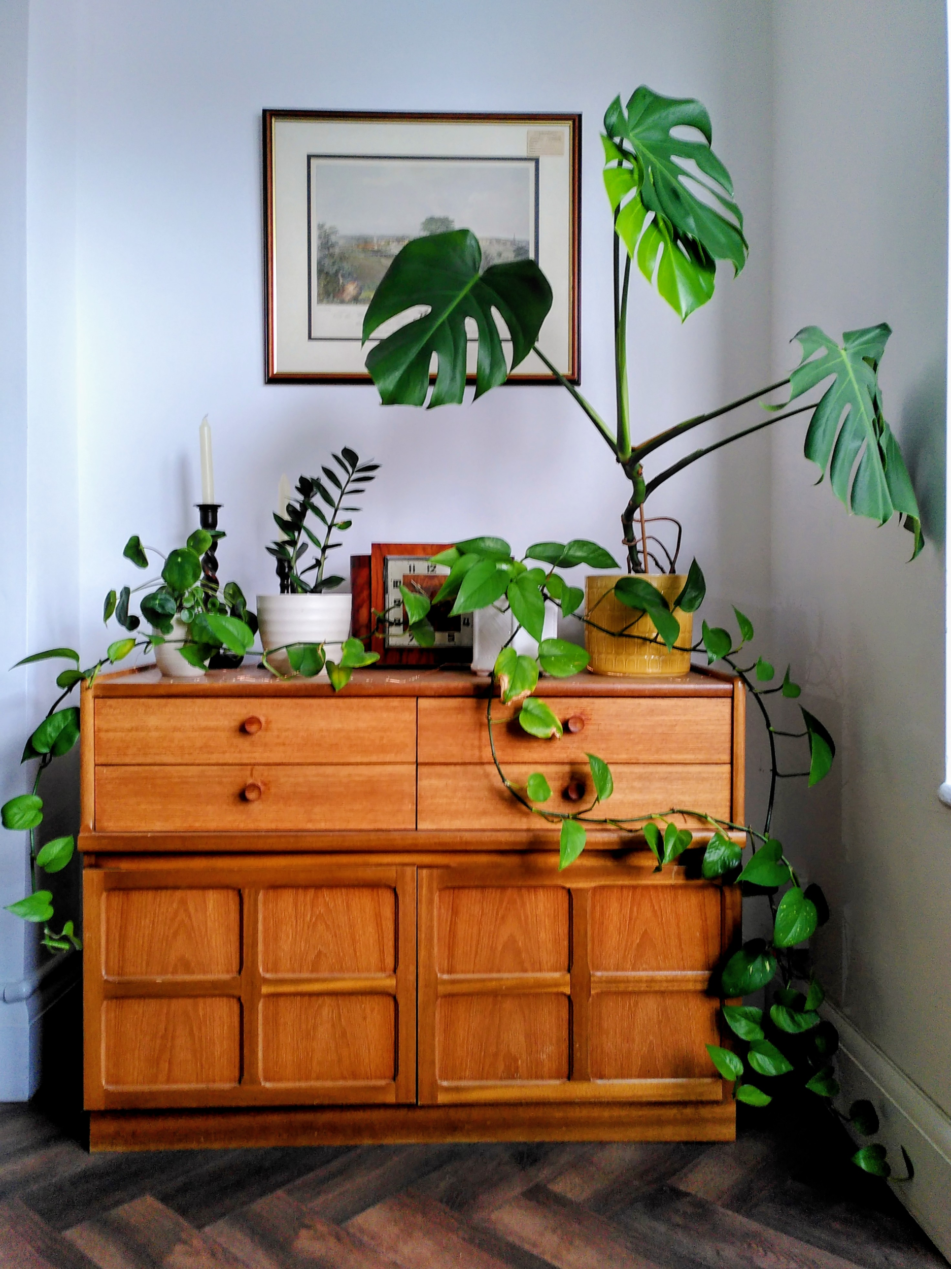 Four houseplants on a sideboard