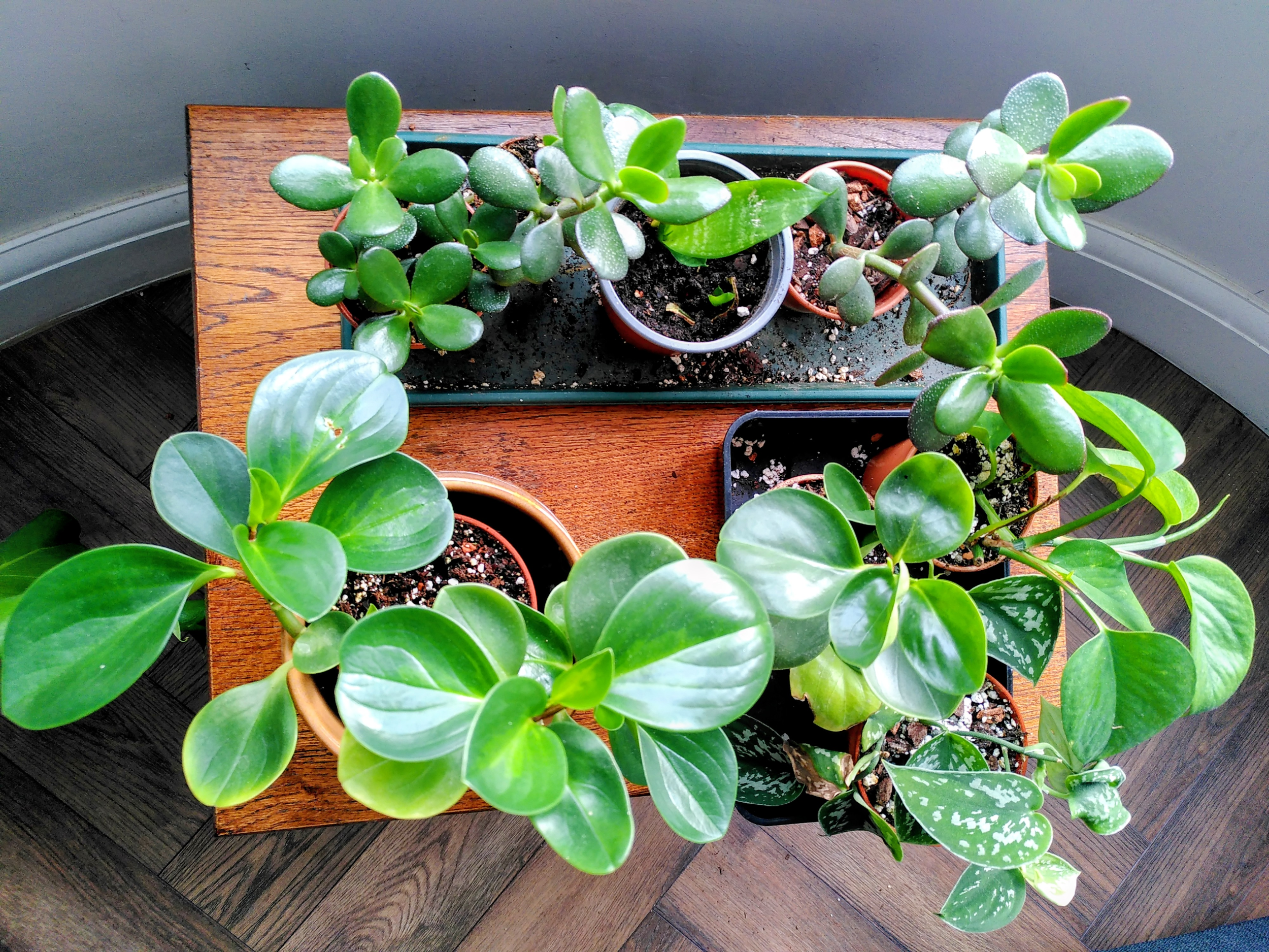 Several small houseplants on a table