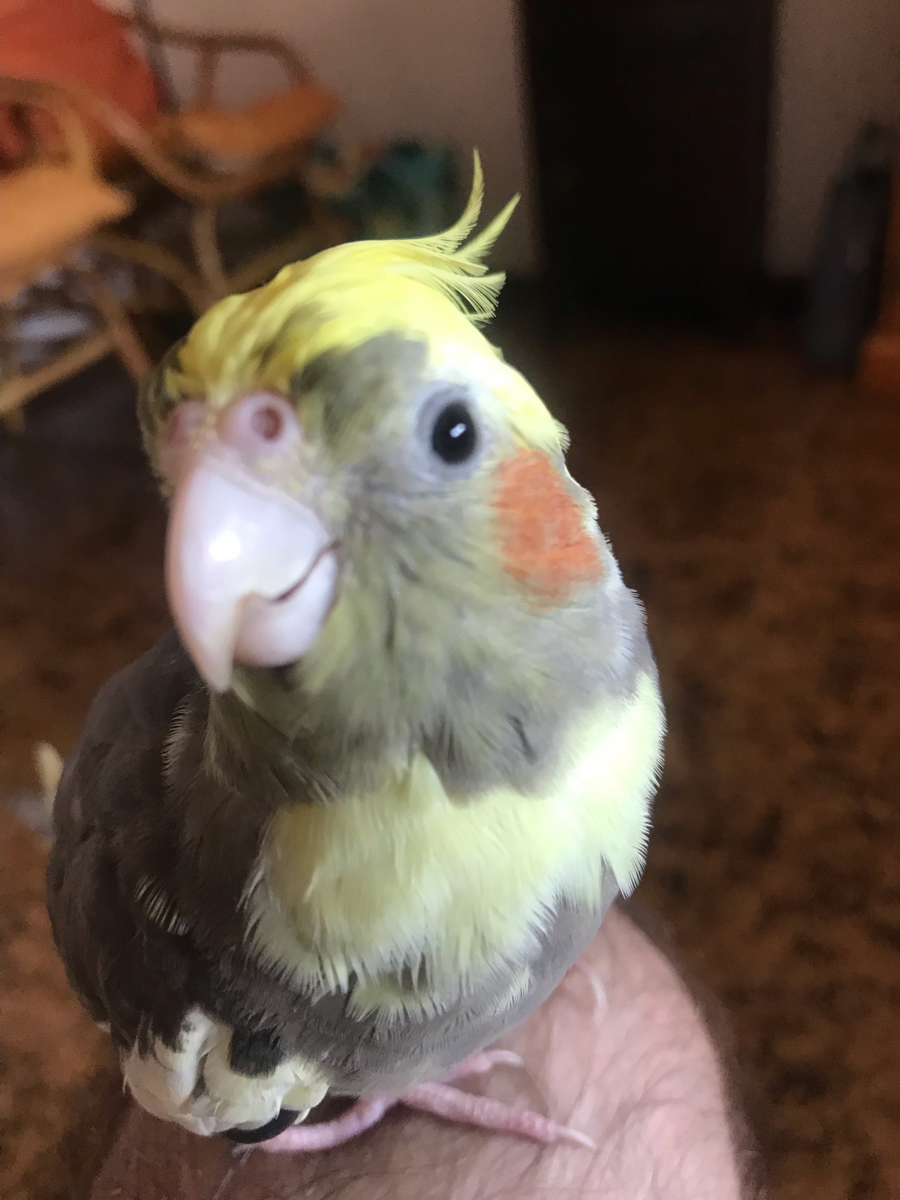 7 August 2022 📷    My cockatiel Rocky is smiling! 😊🦜    Follonica, Tuscany, Italy