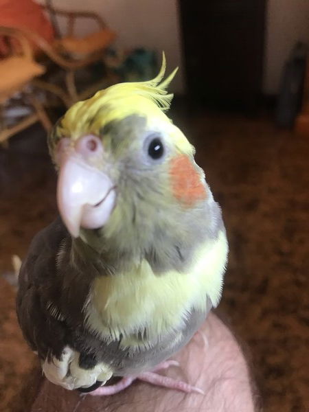 7 August 2022 📷
My cockatiel Rocky is smiling! 😊🦜
Follonica, Tuscany, Italy