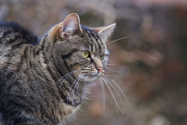 A good friend I met on a walk.