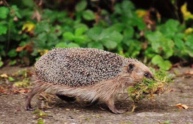 Hedgehog photo by Alexas_Fotos on Unsplash