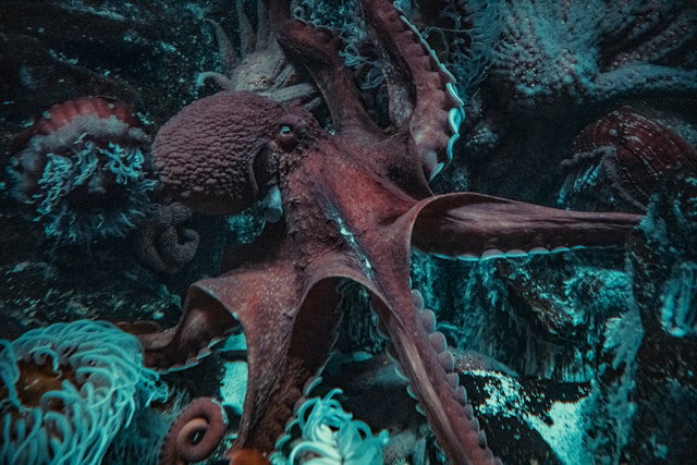 Octopus photo by Nick Brice on Unsplash