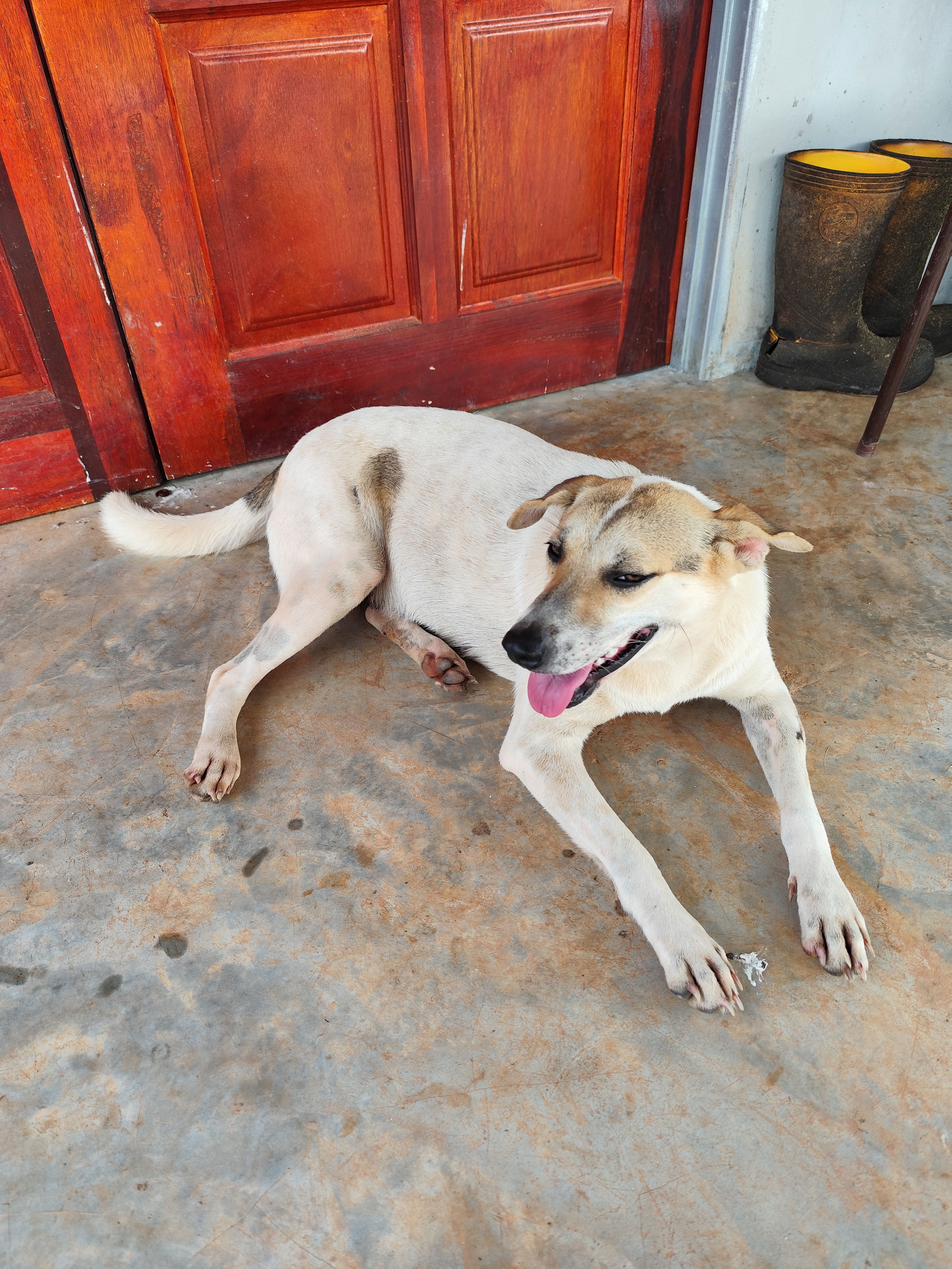 Photo of a pregnant mixed breed white female dog with brown spots on her forehead, ears, and tail, at the compound of a house, looking away from the camera while smiling.