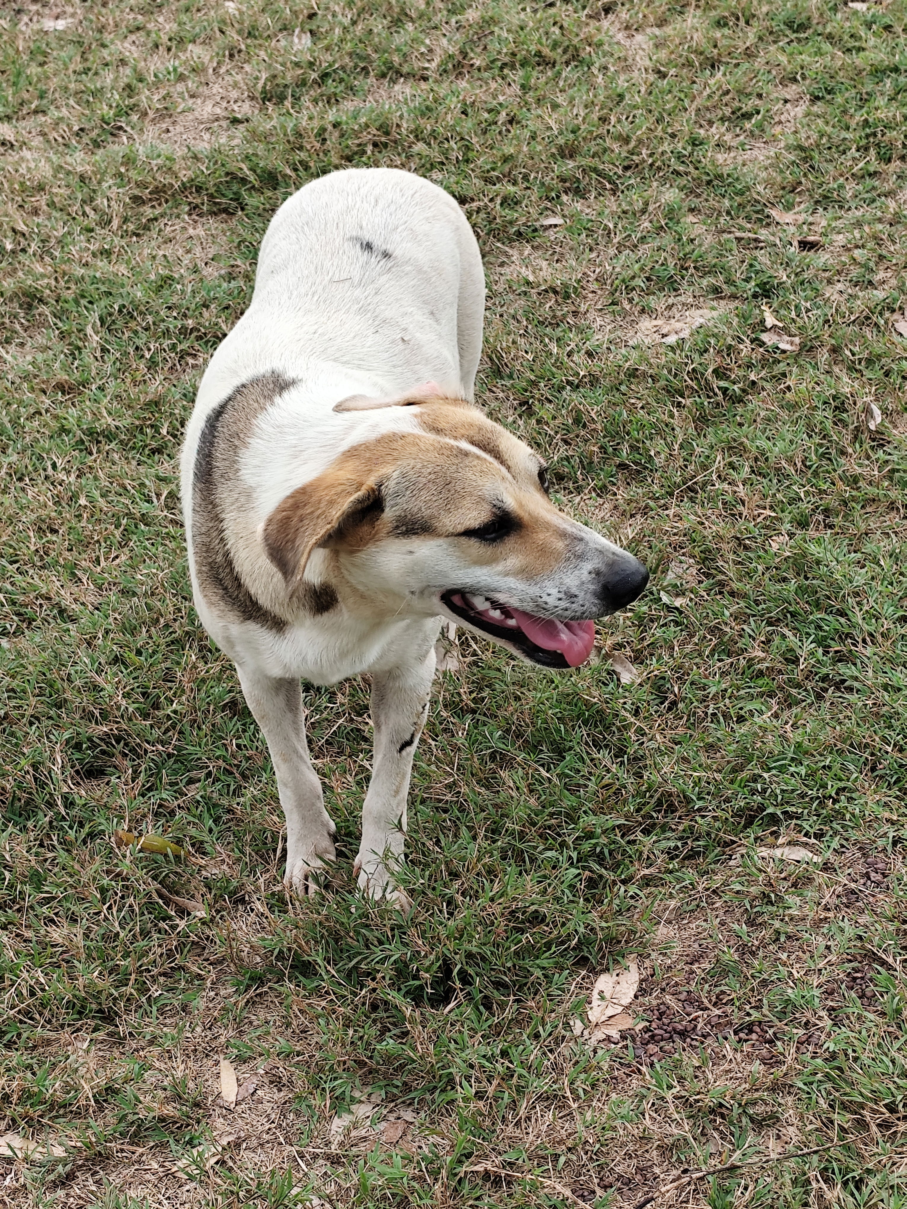 Photo of a pregnant mixed breed white female dog with brown spots on her forehead, ears, and neck, standing in a grass field, and looking away from the camera while smiling.