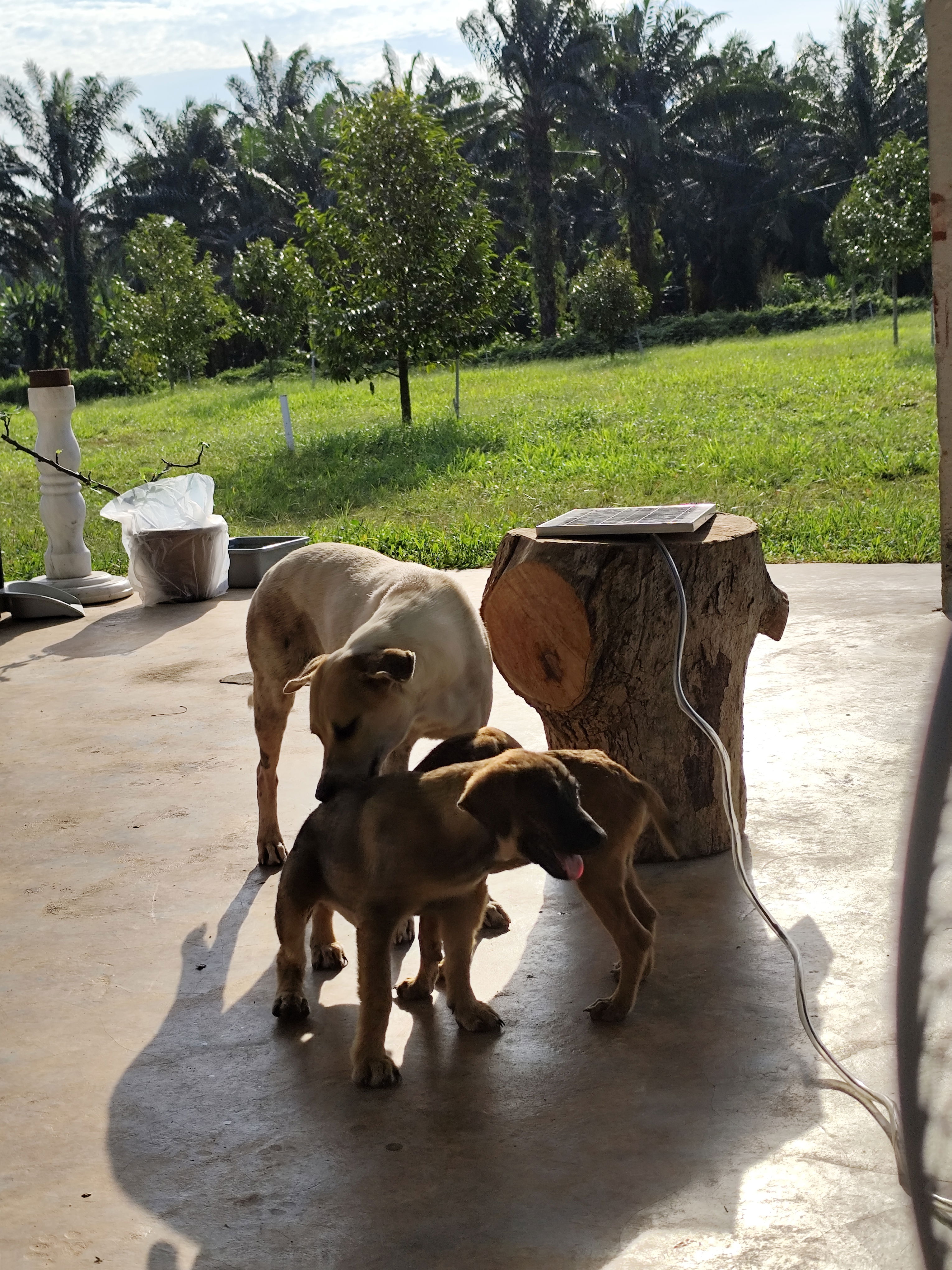 A white mixed breed female dog with brown patches licks one of her puppies body, while another puppy stands close to the two. The two puppies have brown fur, and the three dogs are near a wood log stool at a compound in a plantation.