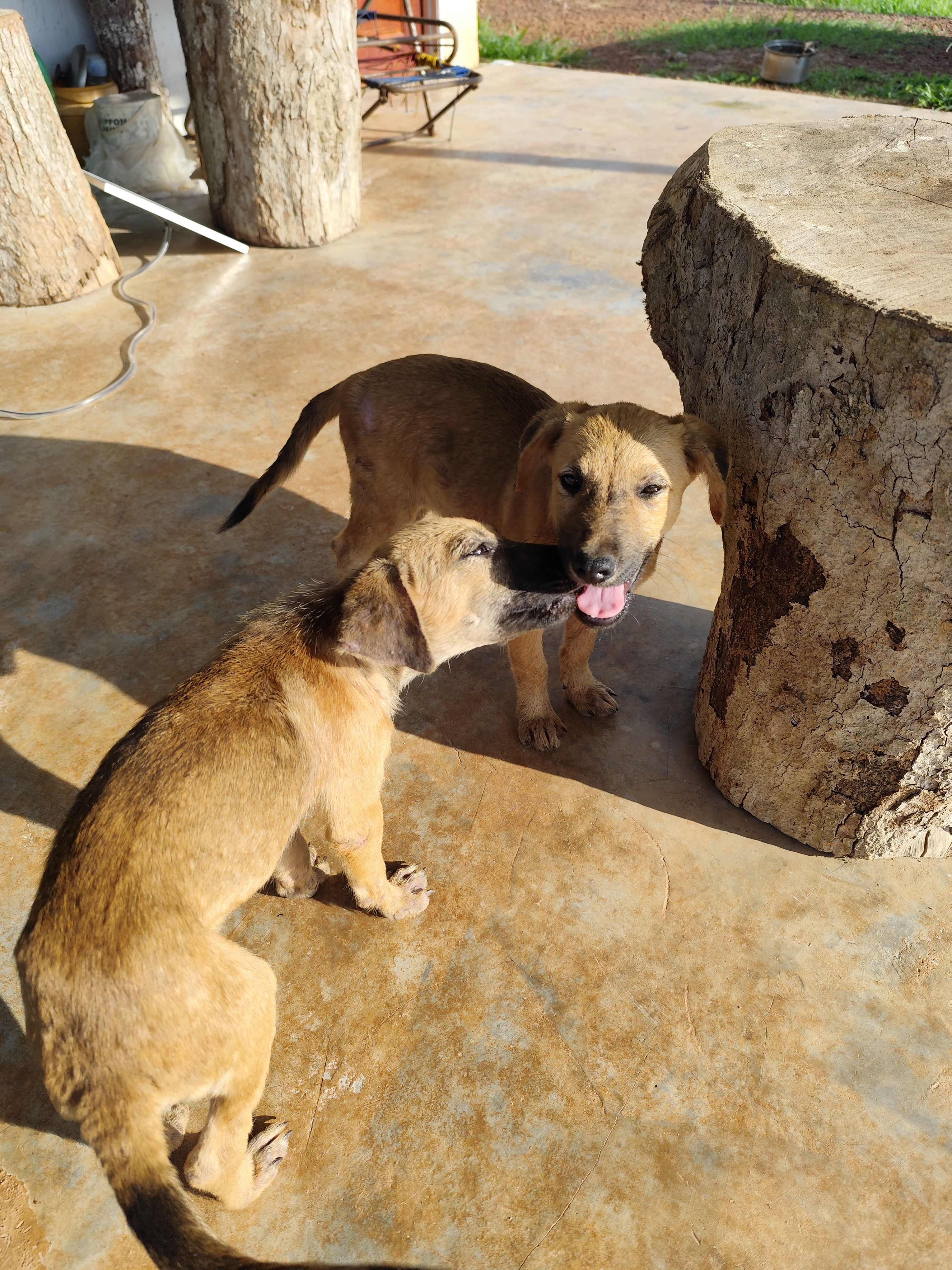 Two puppies with light brown fur near a wood log stool, with their faces being close to each other, and one puppy standing in the shadow of the stool and looking at the camera.