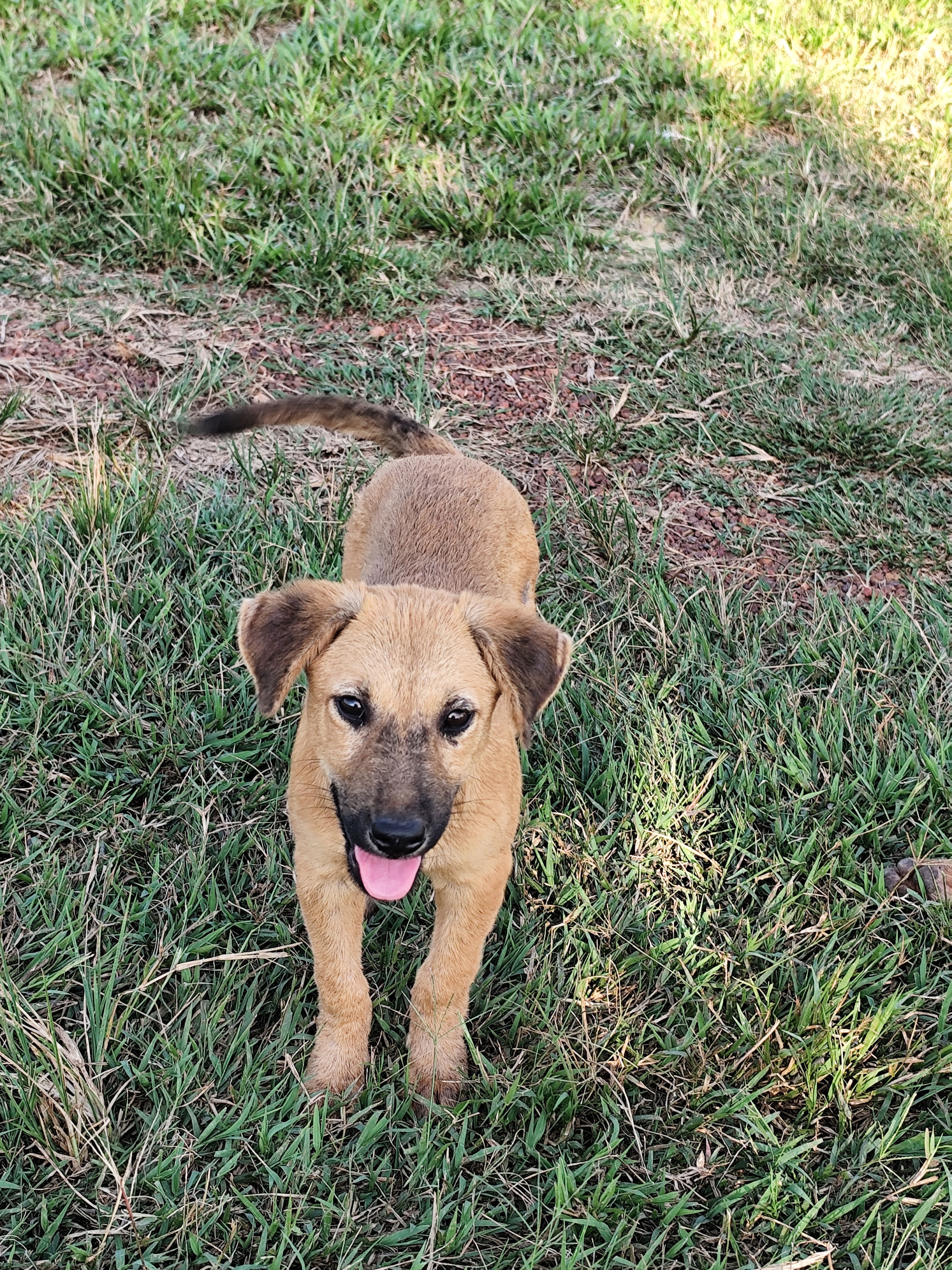 A mixed breed puppy with light brown fur stand in a grass field and looks the camera with its mouth open and tongue shown.