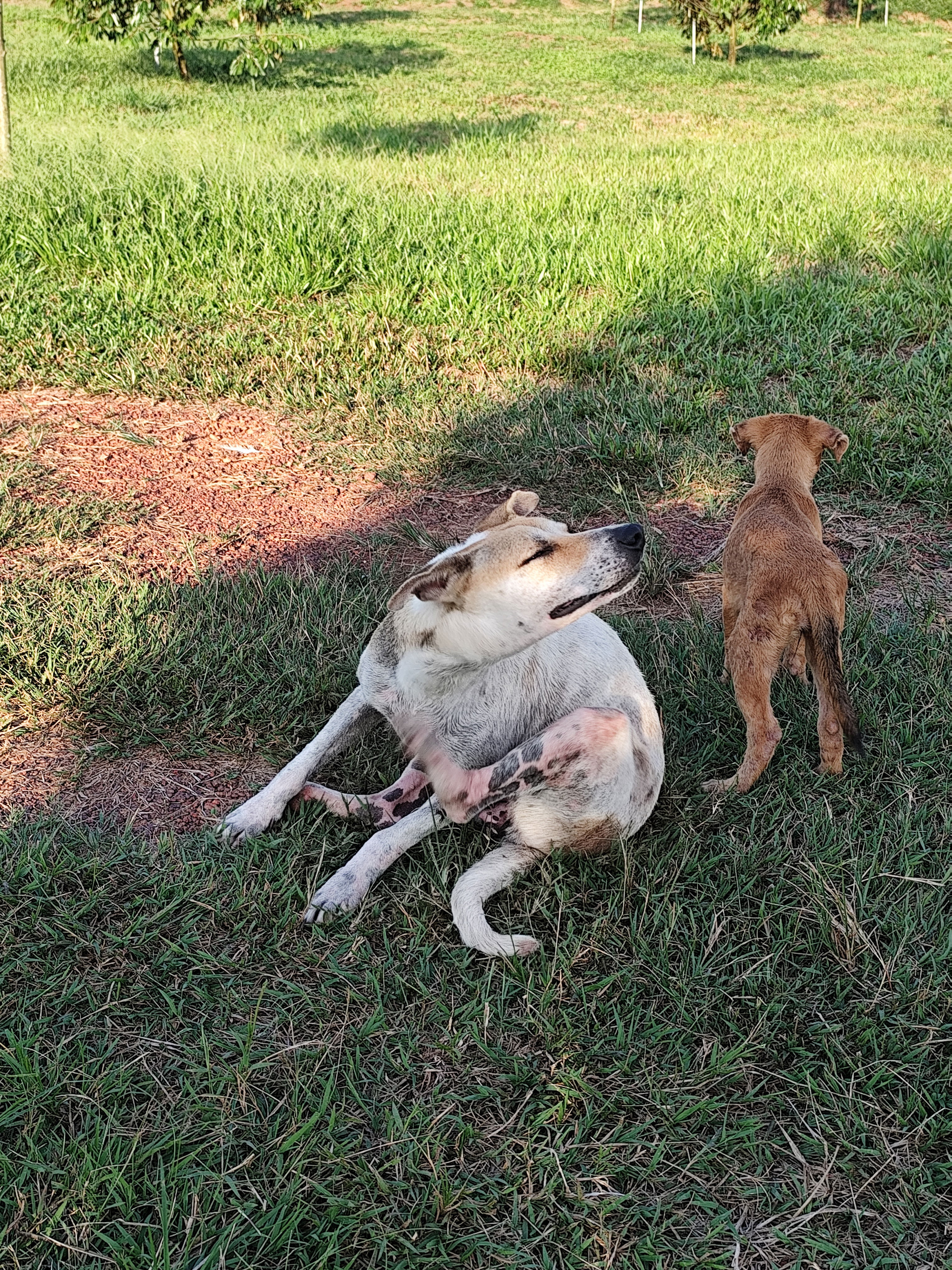 A white mixed breed female dog with brown patches scratches her head with one of her legs, while a puppy with brown fur stands beside her and looks away from the camera.