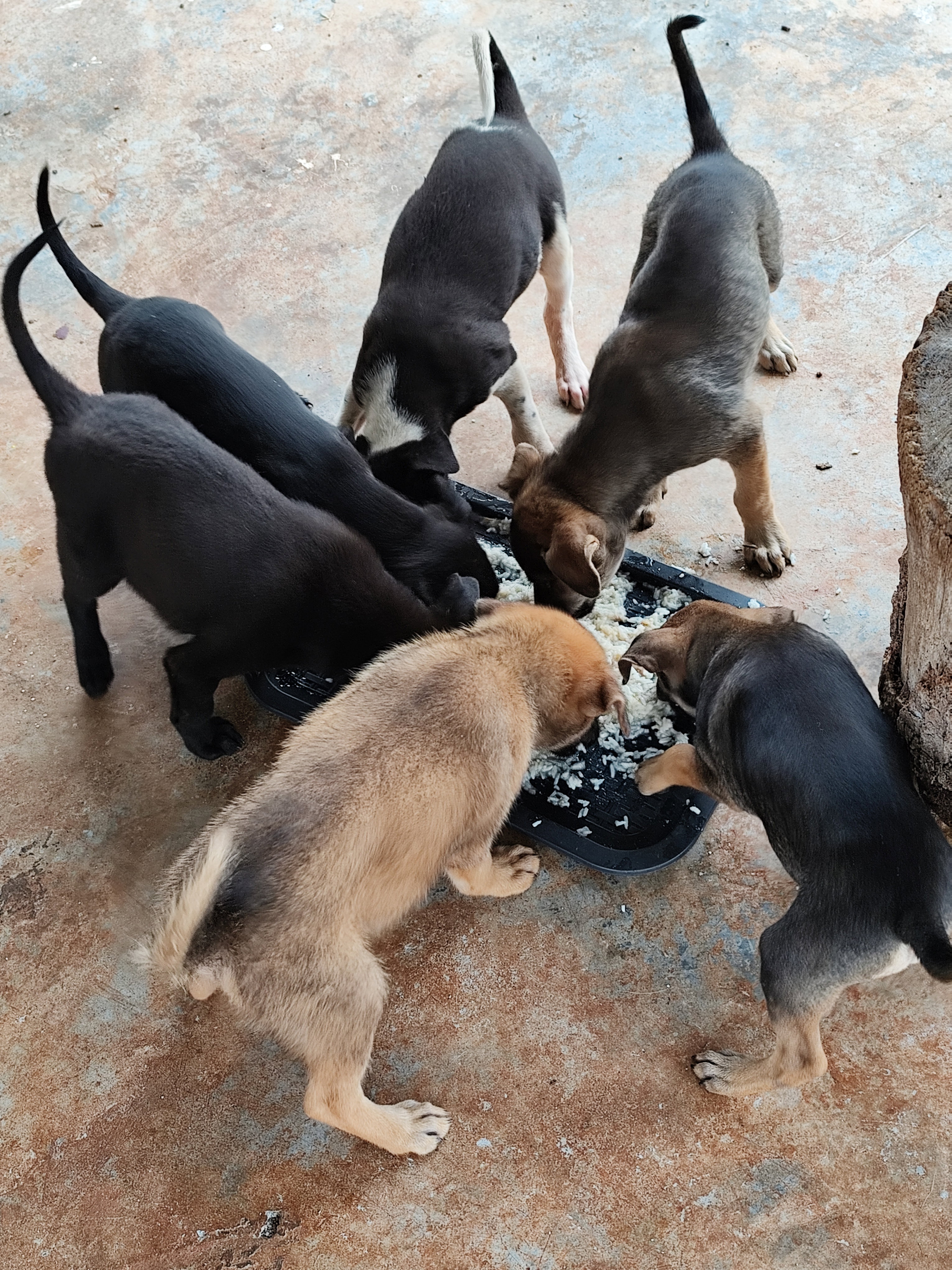 六只小狗围着一碗米饭进食的照片。其中三只小狗毛色为纯黑，一只为黑白双色，一只呈深棕色而四肢为浅棕色，最后一只则为浅棕与灰色相间的毛色。