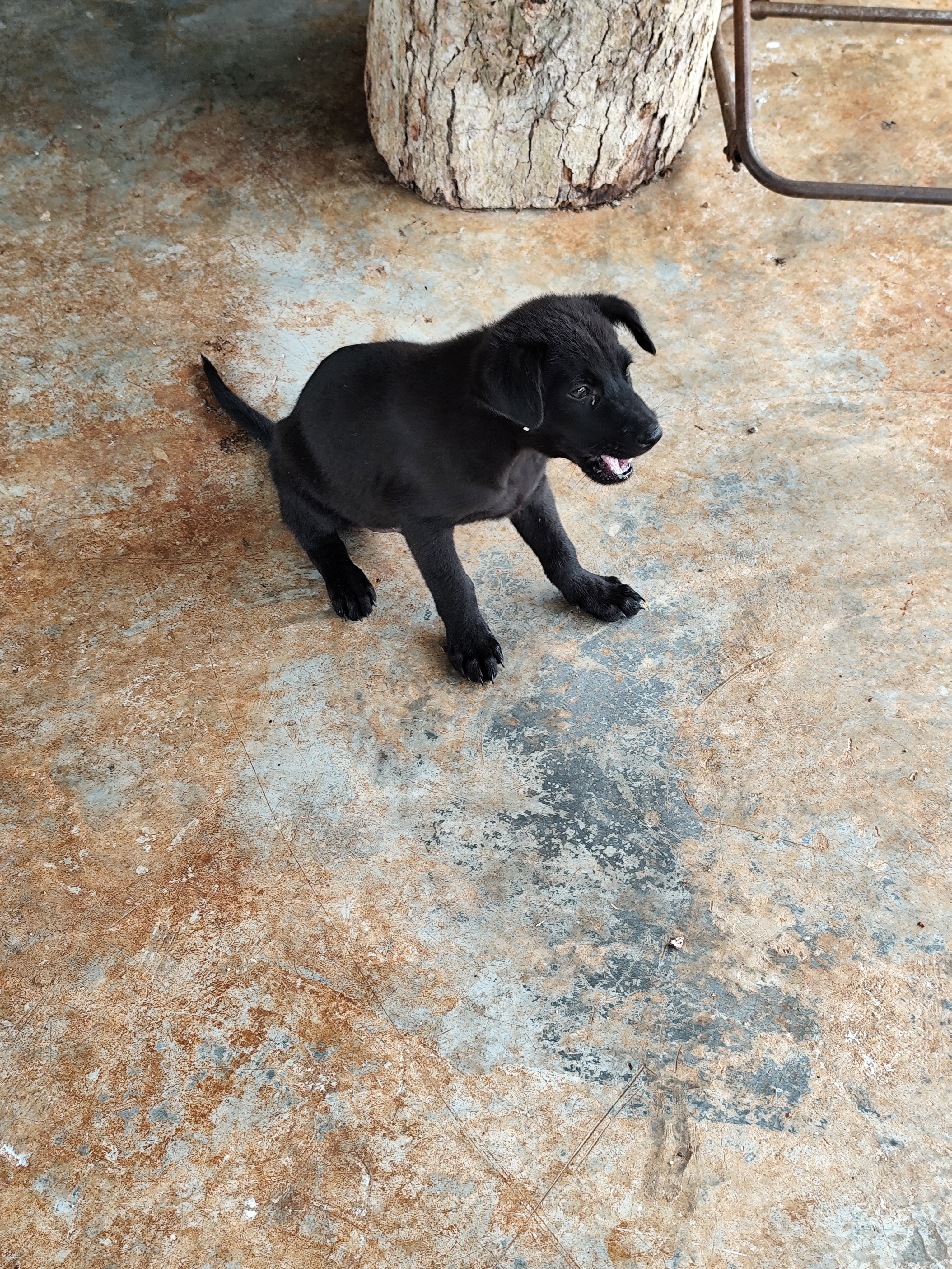 一只黑色小狗坐在地板上的照片。