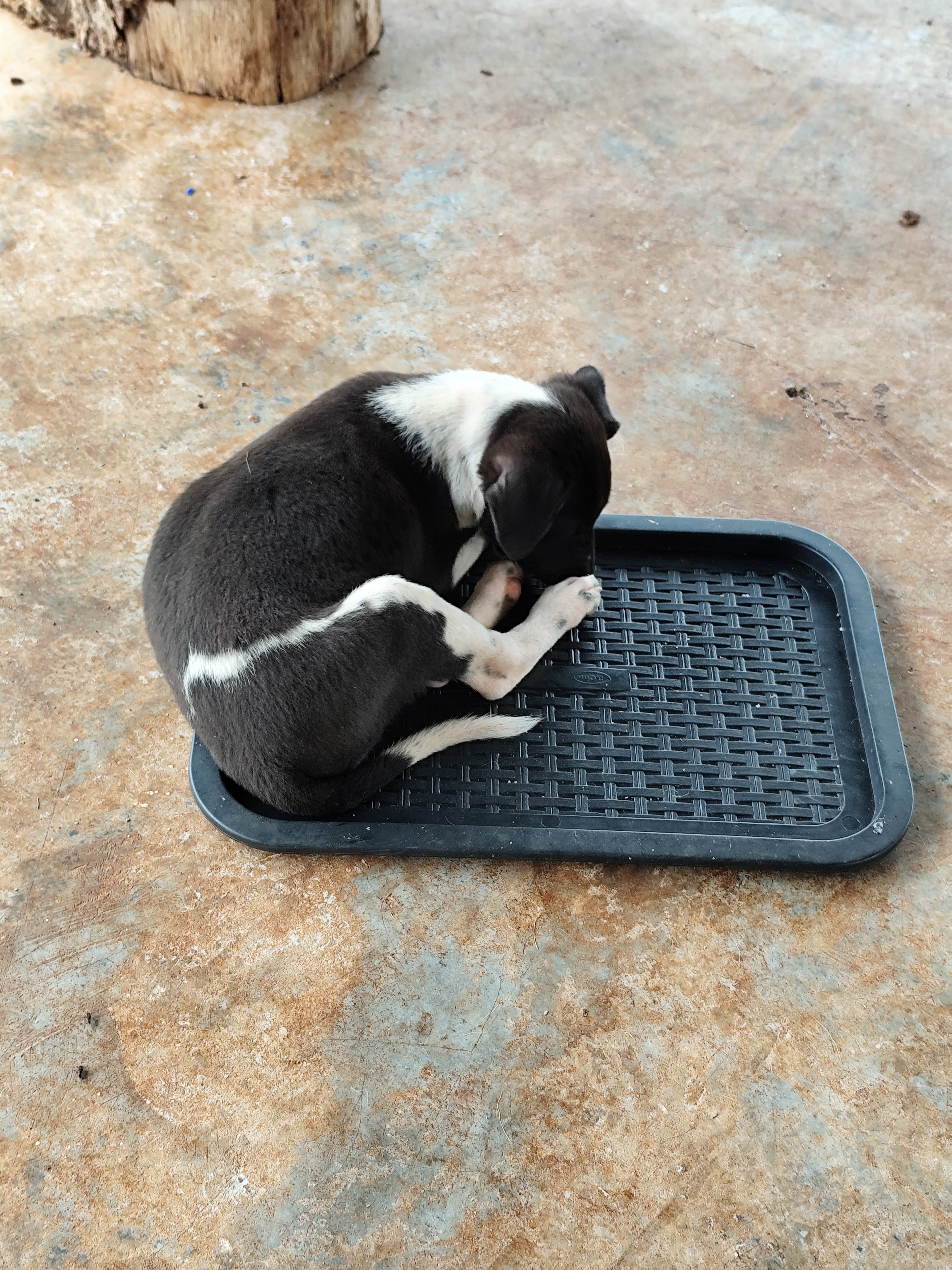 一只黑白双色调毛发的幼犬蜷缩在盘子上的照片。