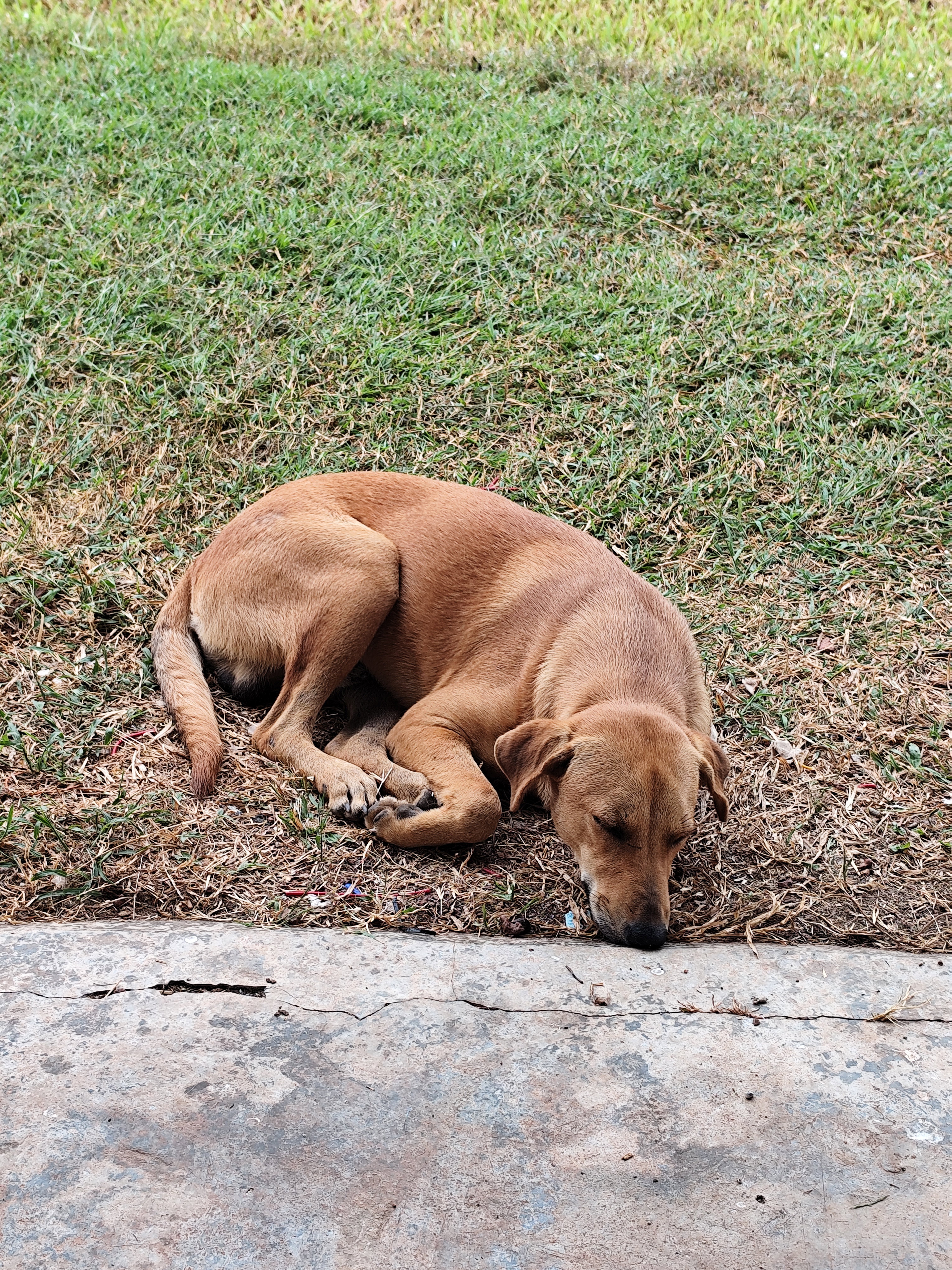 一张十个月大的大型犬幼崽的照片，他有着浅棕色的毛发，正躺在草地上睡觉。