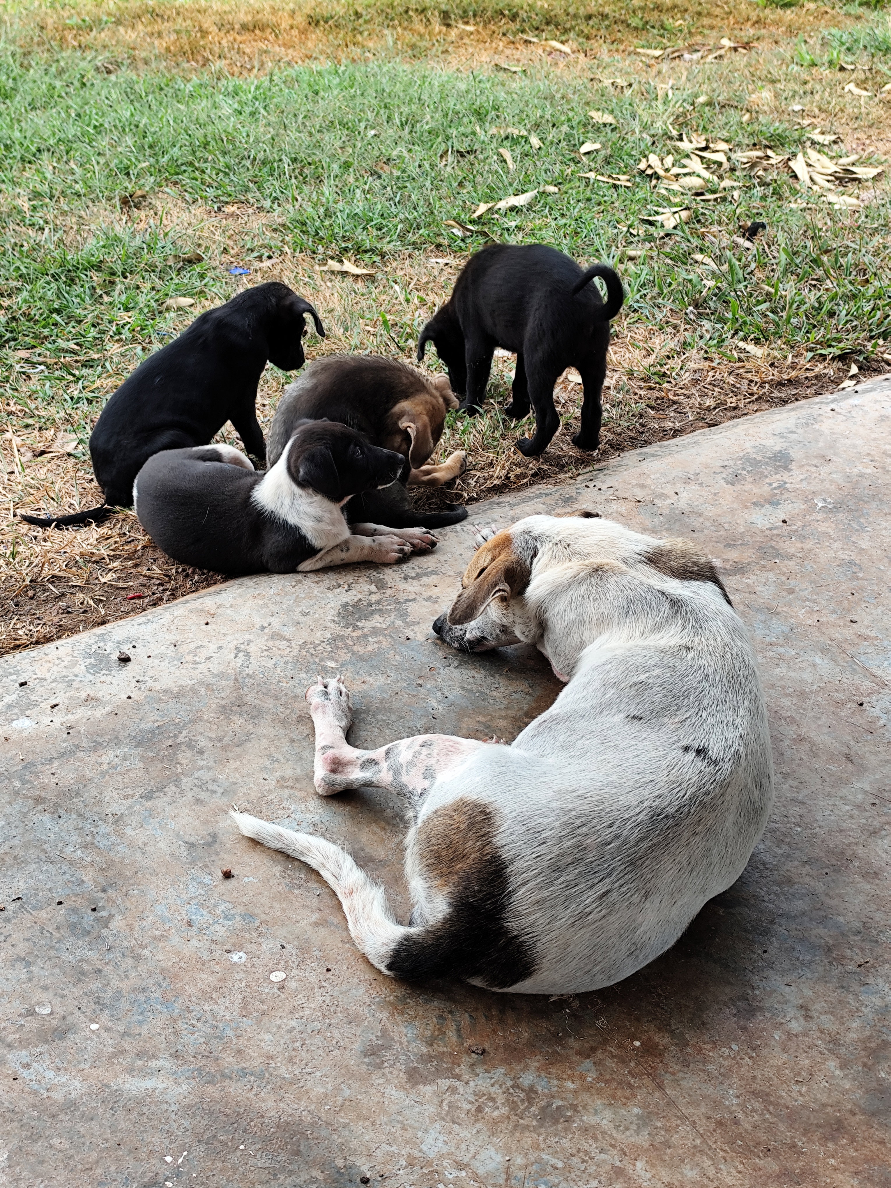 照片中，一只白色毛发带棕色斑块的成年母犬趴卧在地，背对镜头；草地上聚集着四只小狗。其中两只小狗毛色为黑色，另一只呈深棕色，最后一只则拥有黑白双色调的毛发。