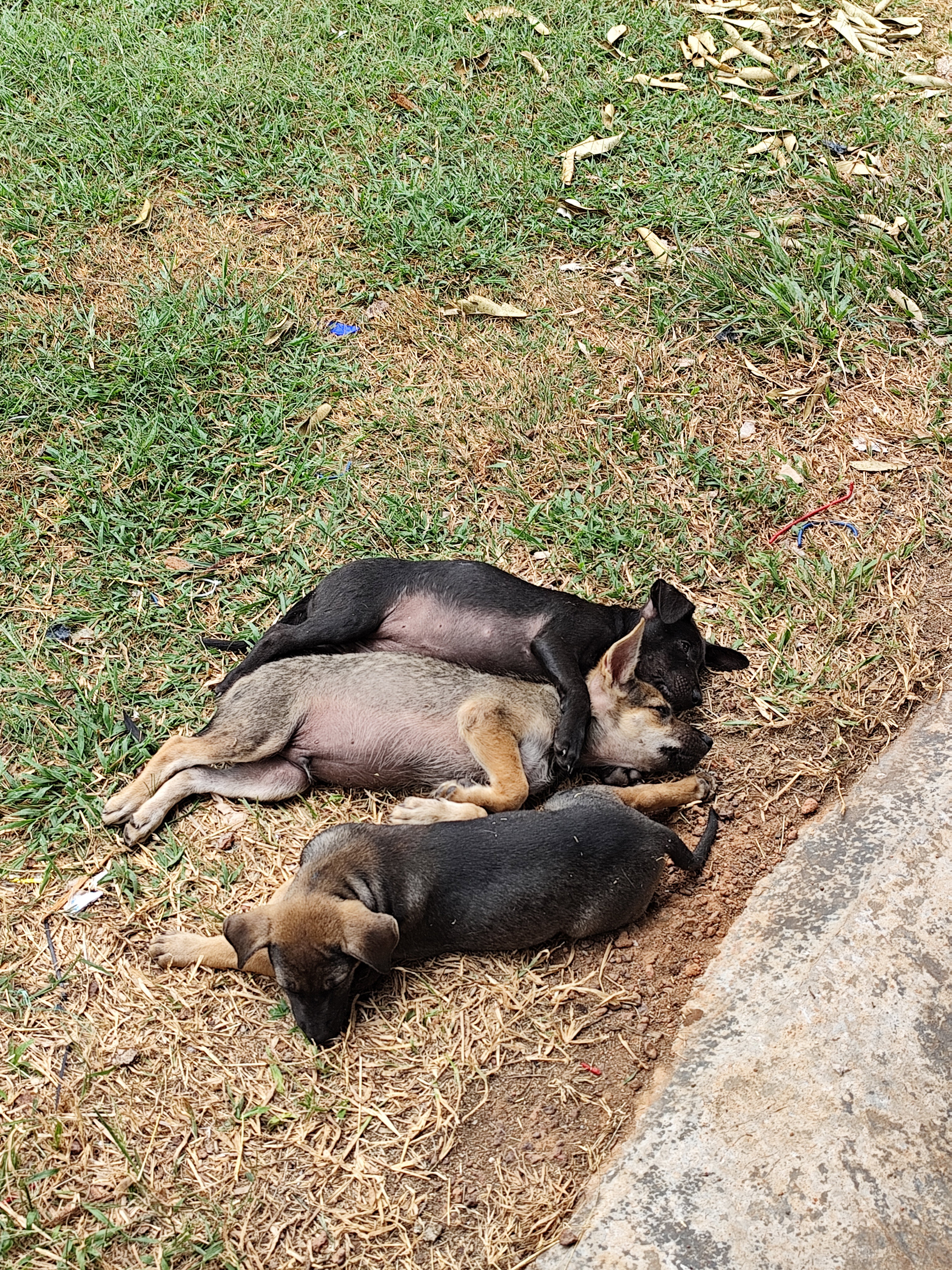 三只幼犬在草地上睡觉的照片。其中一只幼犬主要呈黑色，腹部为浅棕色，正搂着另一只呈浅棕色的幼犬的颈部；另一只幼犬则全身深棕色，四肢呈浅棕色。