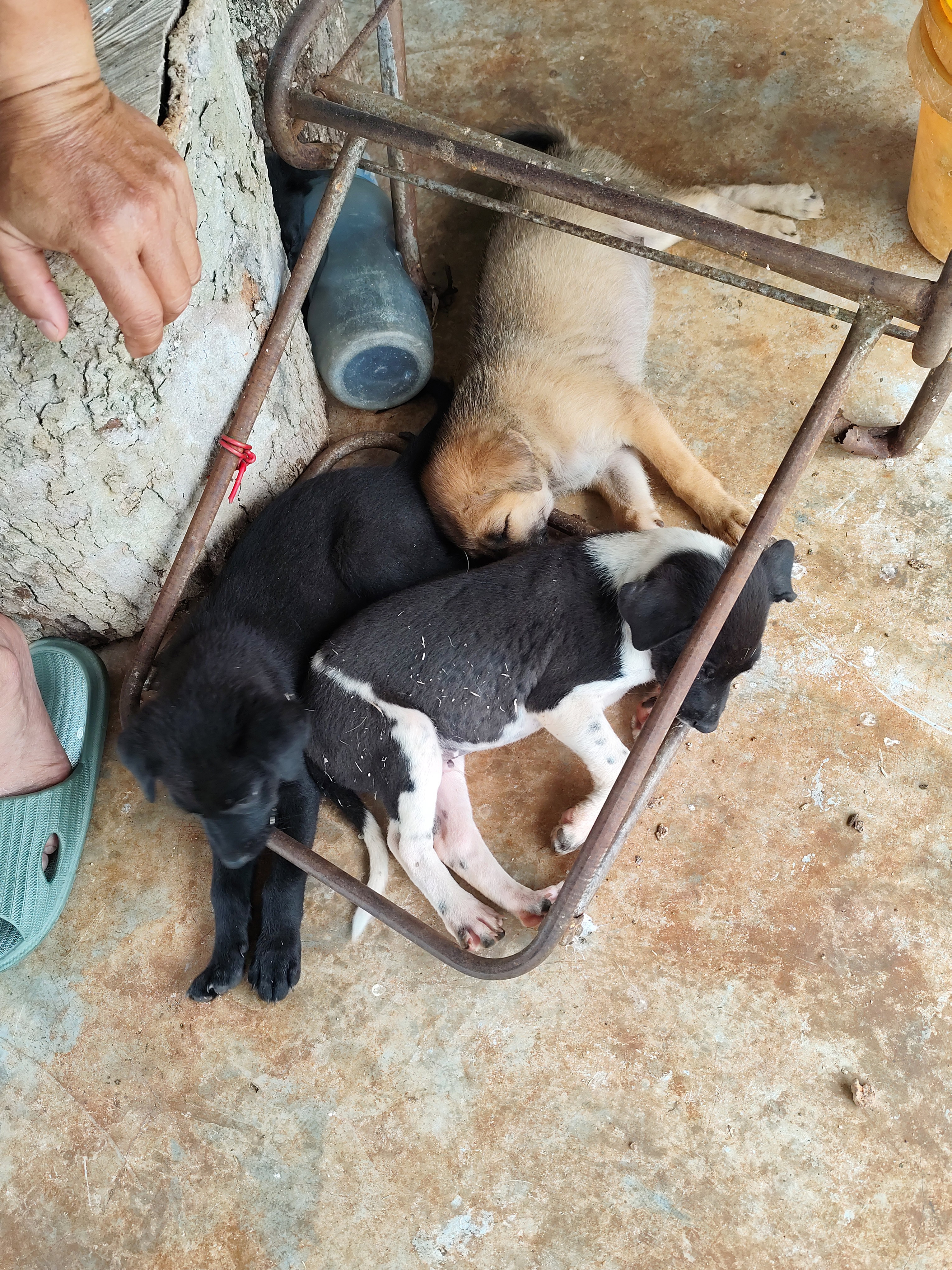 三只幼犬蜷缩在铁架下酣睡的照片。其中一只幼犬披着黑色毛发，另一只呈现黑白双色调，第三只则拥有浅棕色皮毛。