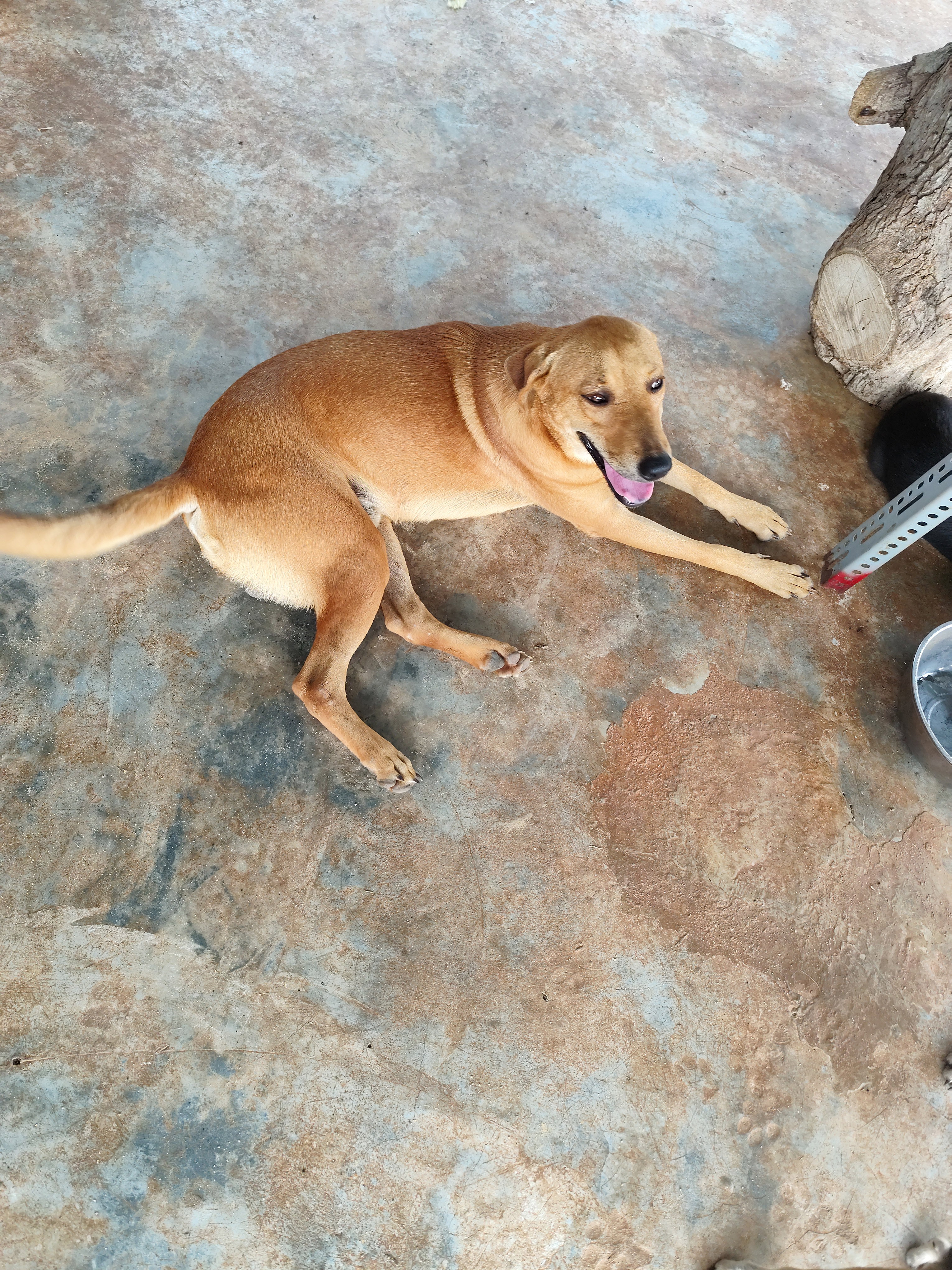 Photo of a one-year-old dog of a large breed with a light brown coat resting on a concrete floor, opening his mouth and looking away from the camera.