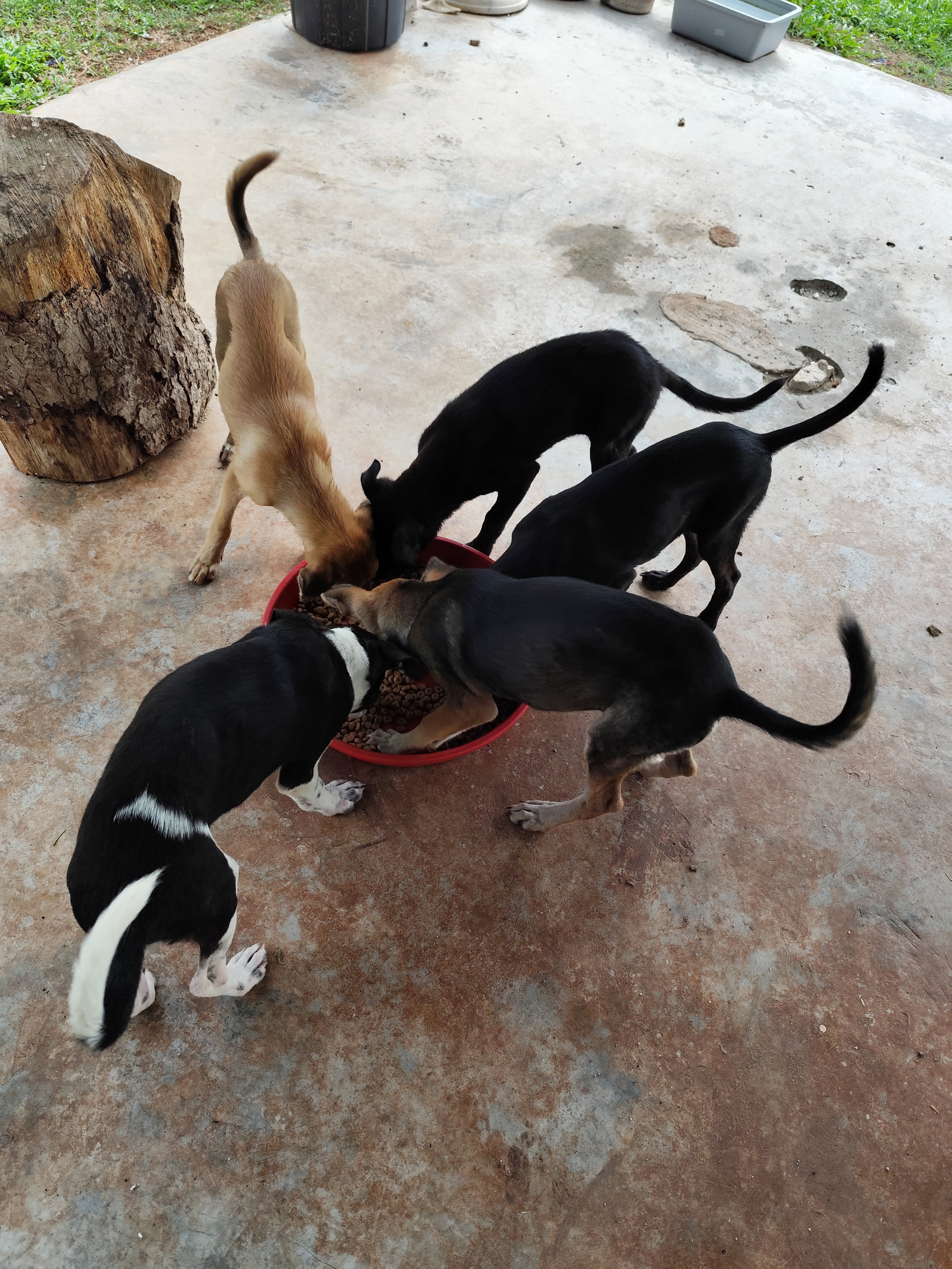 Photo of five puppies eating and surrounding a plate of dog food. Two of the puppies have a black coat, one other has a black-and-white dual-tone coat, one other has a dark brown coat with light brown legs, and the last one has a light brown and grey coat.