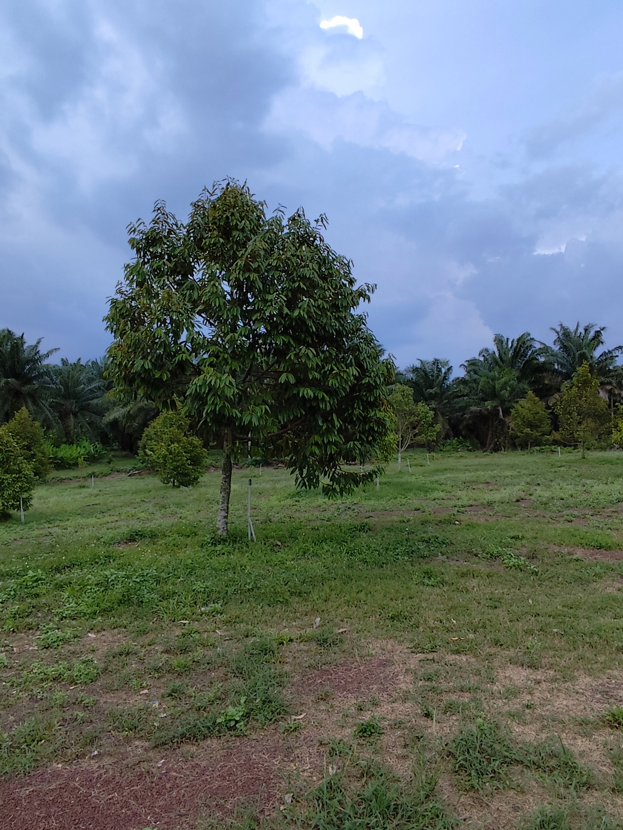 Photo of a durian plantation, consists of durian trees and a grassland. One durian tree is front and centre, with a white stick-like irrigation device beside it.