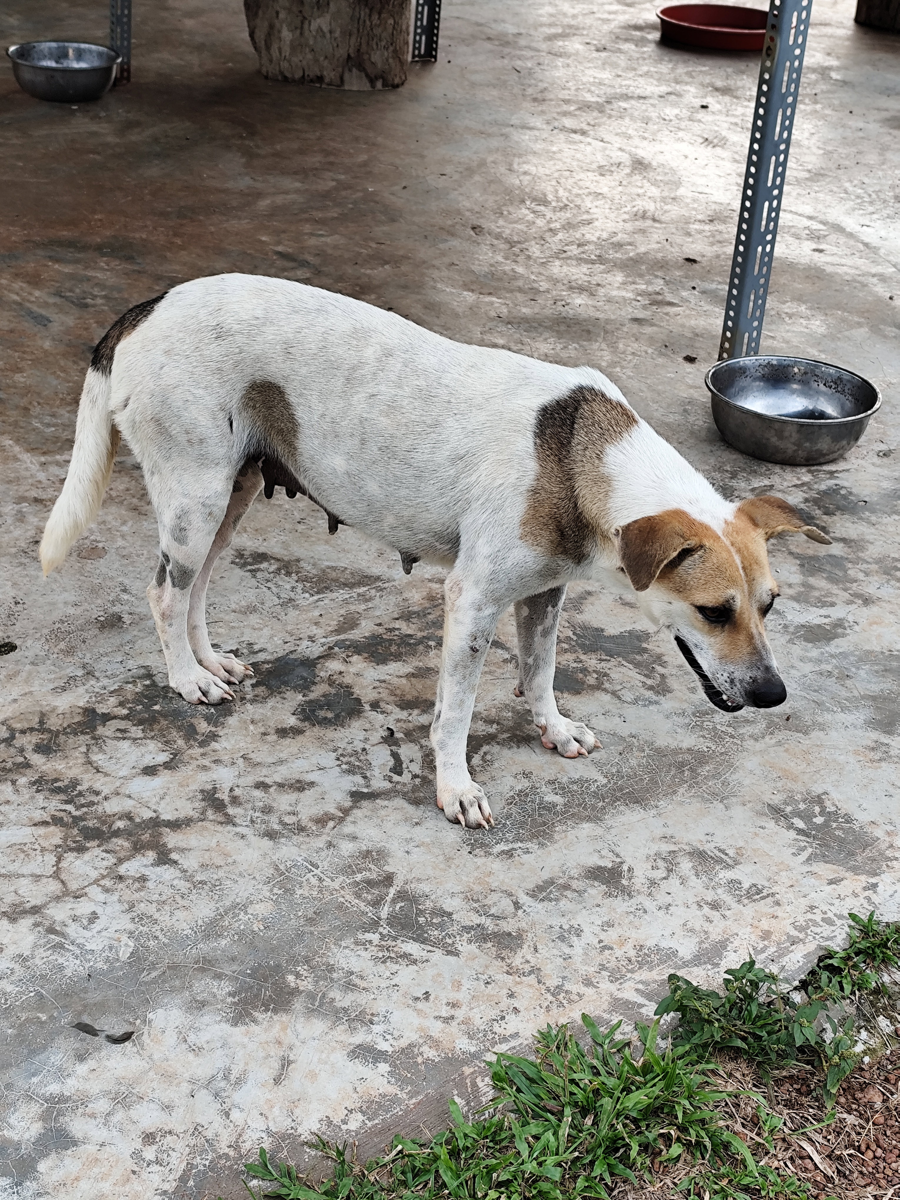Photo of a mixed breed white female dog with brown spots on her forehead, ears, and tail, standing at the compound of a house, looking away from the camera while smiling.