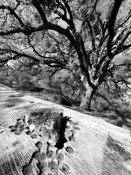 Noir photo of a slice of deep dish pizza on a heavily carved out park bench table under overhanging tree branches.