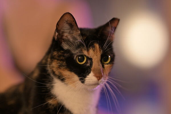 A tortico cat looks off to the right with a blurred background.