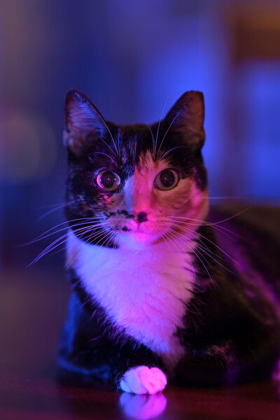 A tortico cat laying on the floor looking directly at you with one white paw in front of her.