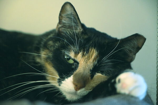 Tortico cat looking sleepy with her head lying across her leg and a paw extended.