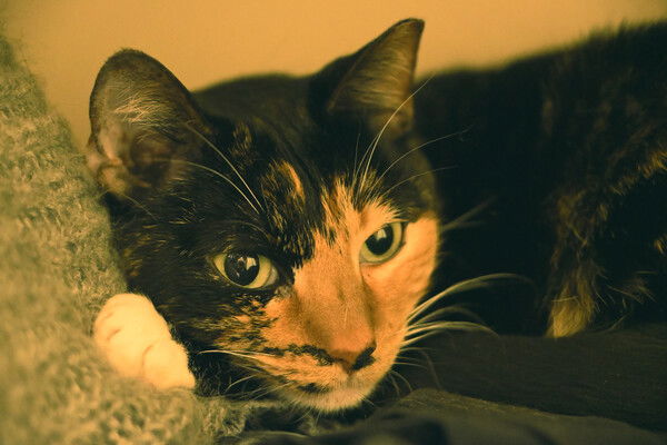 Tortico cat looking startled with her head lying across her leg with her paw resting on a knitted blanket.