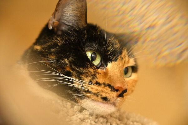 Tortico cat looking off to the right with a kaleidoscope effect above and below her head.