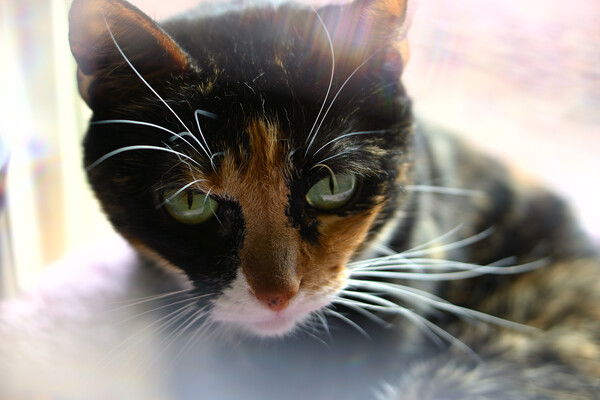 Tortico cat peering forward with visible freckles on her nose, her head surrounded by a kaleidoscope effect.