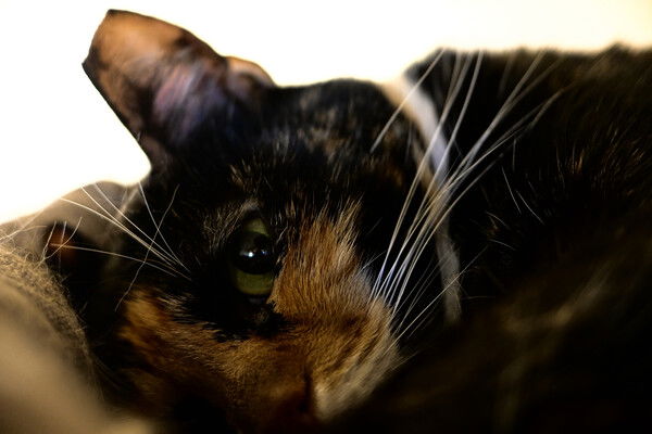 Lounging tortico cat with a very narrow depth of field with particular emphasis on her white whiskers.