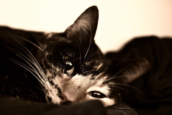 Heavily desaturated tortico cat lounging.