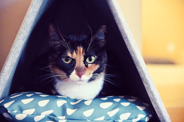 Tortico cat peeks out of a cozy cat-sized tent.