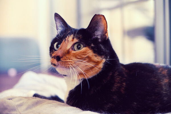 Tortico cat laying down, looking intently off to the left.