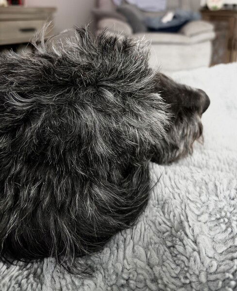 Trusty steed

A black and gray dog with curly fur resting on a white textured blanket in a cozy room.