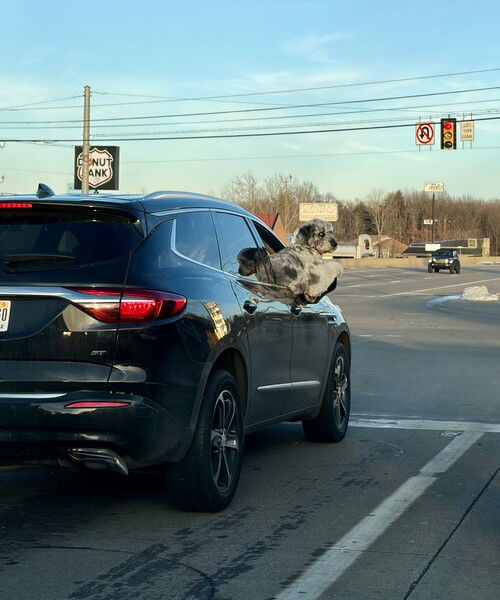 Buddy is hangin’ out the window. 

A black SUV with a dog sticking its head out of the rear window at a traffic light.