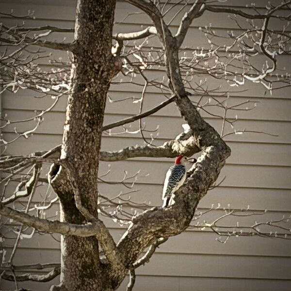 A woodpecker with a red head clings to a bare tree trunk near a house.