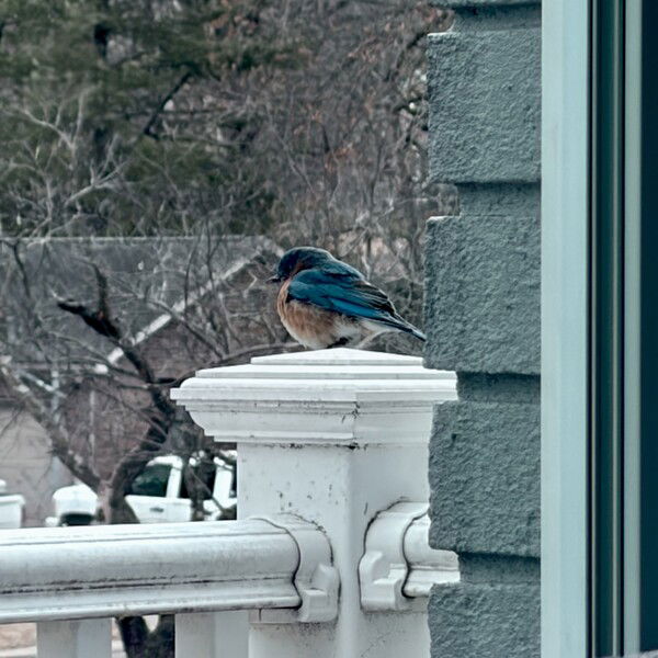 Blue boy

A colorful bird perched on a white balustrade against a green wall, with bare trees in the background.
