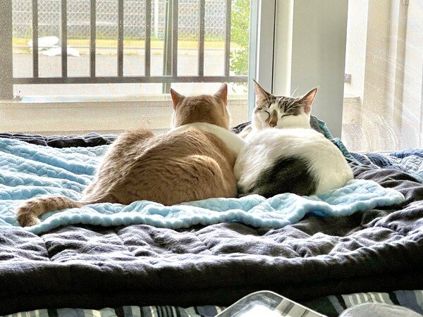 2 kitties on a bed