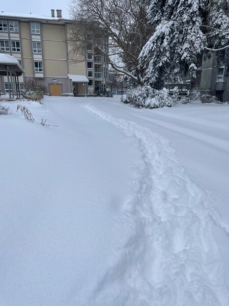 A view of the campus at the University of Victoria with 30cm of white snow on the ground.