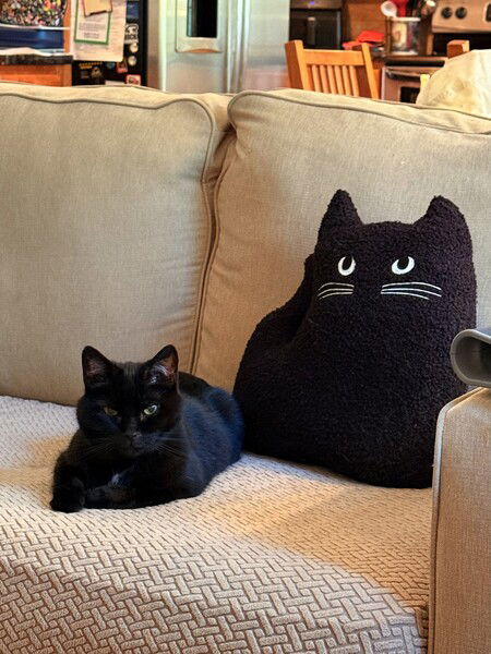 The one on the right is much nicer. 

#Caturday #CatsOfMastodon 