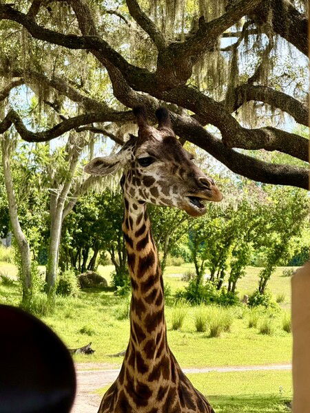Excuse me, but do you know where they're serving the coffee?

#Animals