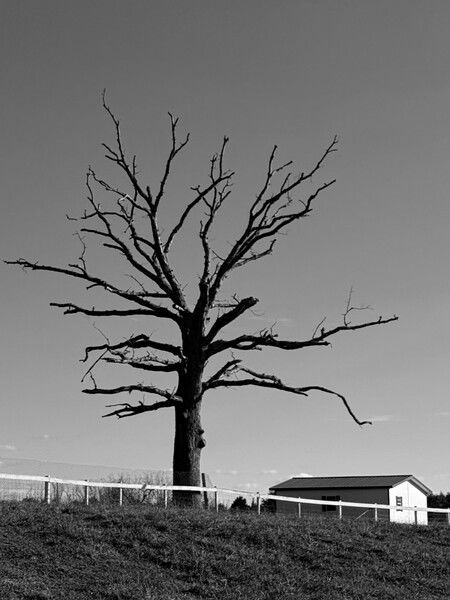 Silent Sunday - A tree I passed every time I commuted to the office. I finally pulled off the road the other day and took a shot. Black and white seemed appropriate and gives it that 'Halloweenie' type feel.