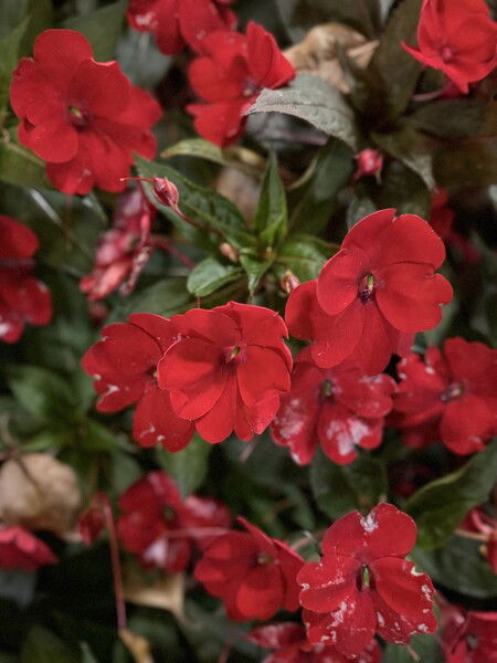Red Flowers