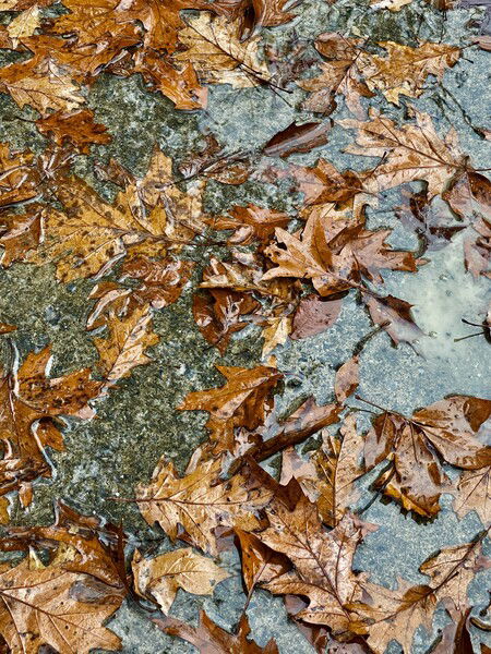 Fallen leaves