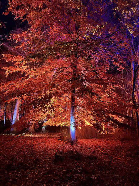 MSV Holiday Garden Lights 2024